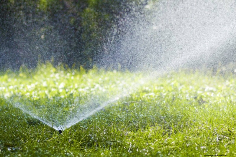 Is Daily Summer Lawn Watering Wise or Wasteful? Expert Guide to Smart Irrigation