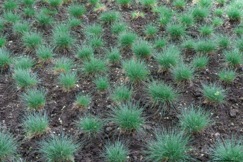 Is Daily Summer Lawn Watering Wise or Wasteful? Expert Guide to Smart Irrigation