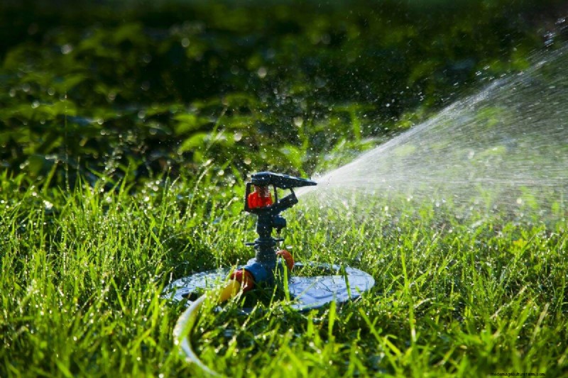 Is Daily Summer Lawn Watering Wise or Wasteful? Expert Guide to Smart Irrigation