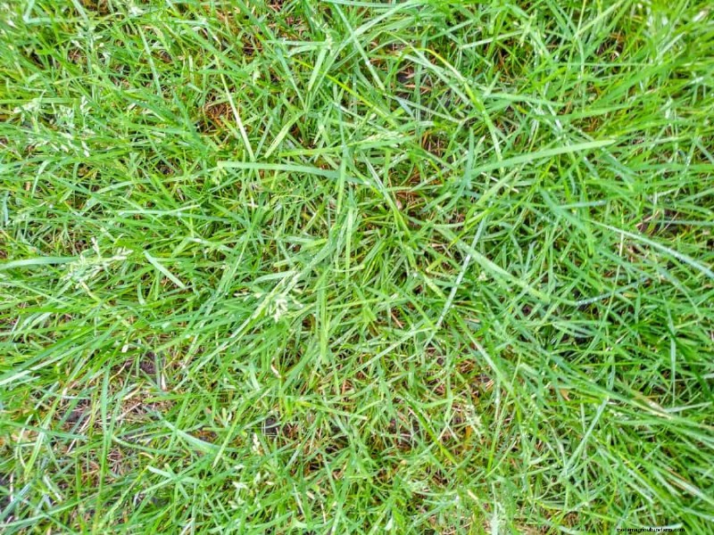 Is Daily Summer Lawn Watering Wise or Wasteful? Expert Guide to Smart Irrigation