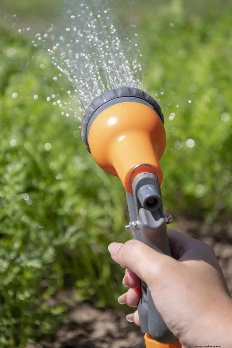 Is Daily Summer Lawn Watering Wise or Wasteful? Expert Guide to Smart Irrigation