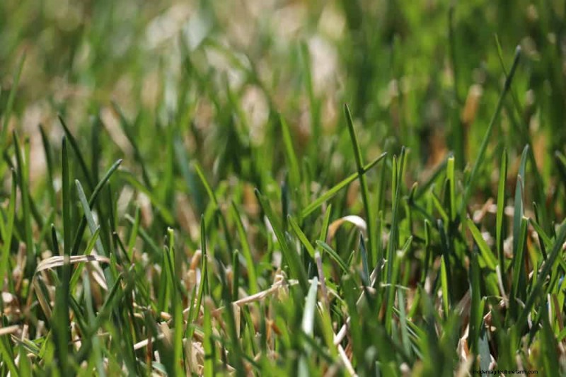 Is Daily Summer Lawn Watering Wise or Wasteful? Expert Guide to Smart Irrigation
