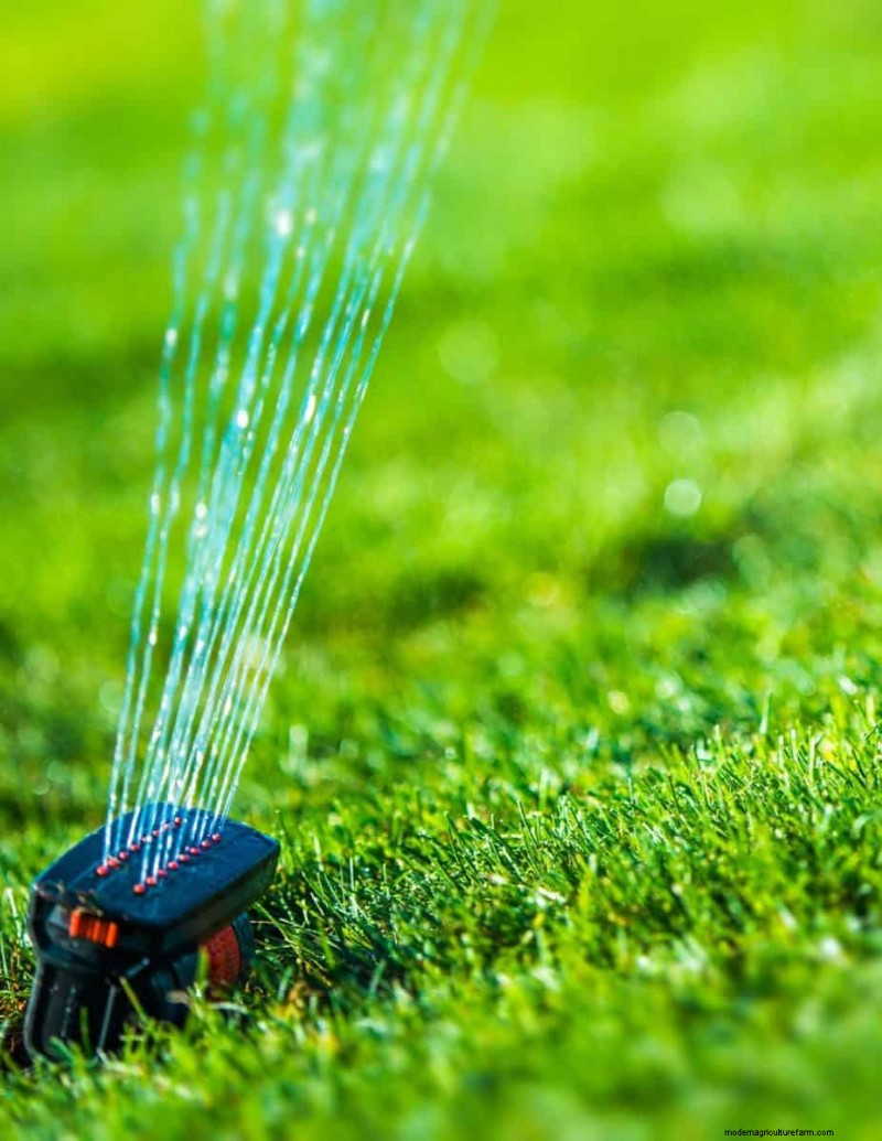 Is Daily Summer Lawn Watering Wise or Wasteful? Expert Guide to Smart Irrigation