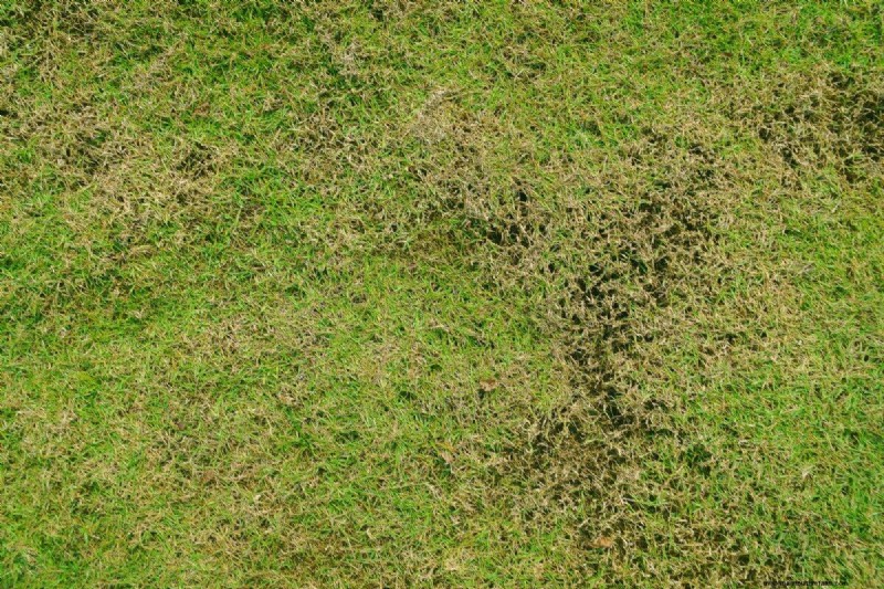 Is Daily Summer Lawn Watering Wise or Wasteful? Expert Guide to Smart Irrigation