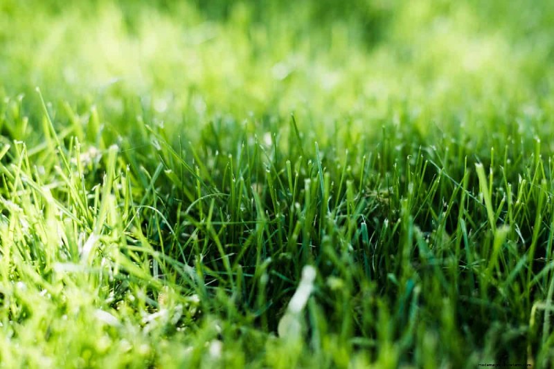 Is Daily Summer Lawn Watering Wise or Wasteful? Expert Guide to Smart Irrigation