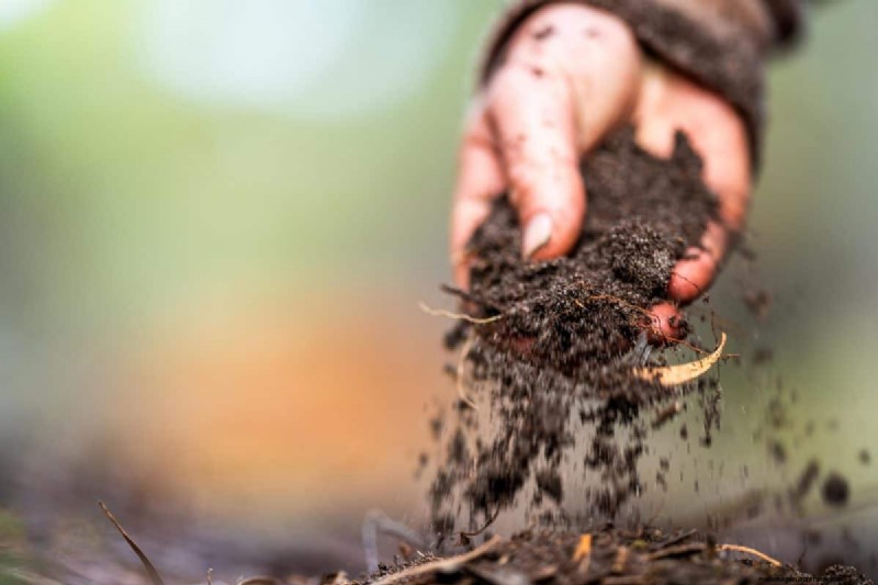 Is Daily Summer Lawn Watering Wise or Wasteful? Expert Guide to Smart Irrigation