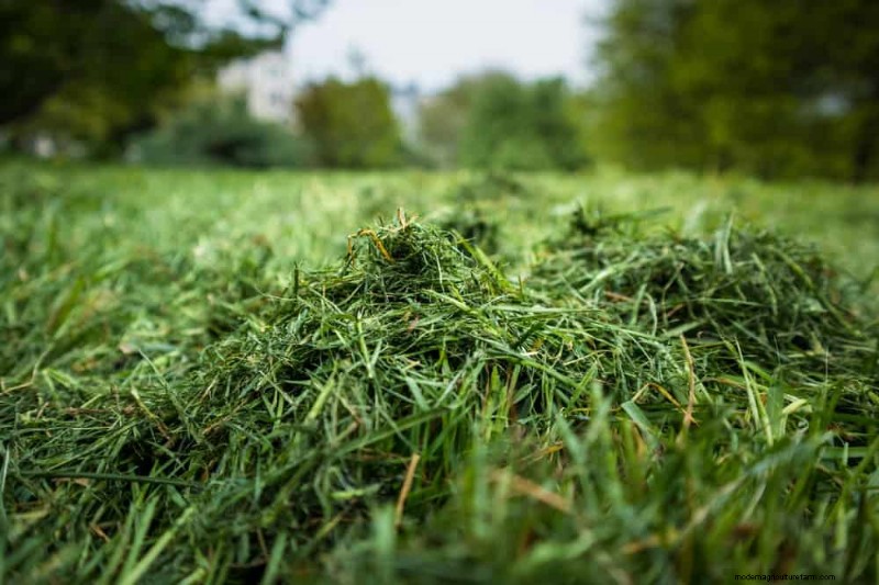 Is Daily Summer Lawn Watering Wise or Wasteful? Expert Guide to Smart Irrigation