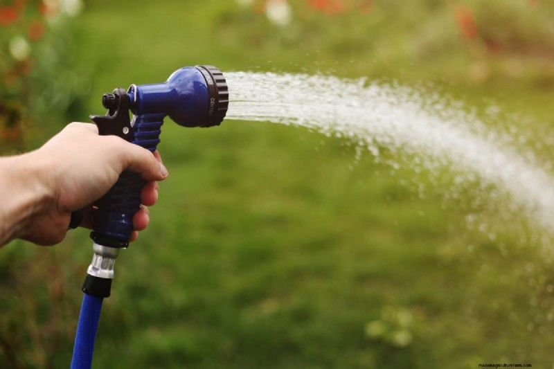 Is Daily Summer Lawn Watering Wise or Wasteful? Expert Guide to Smart Irrigation