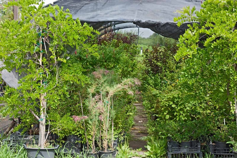15 Expert Shade Techniques to Keep Your Plants Thriving in Summer Heat