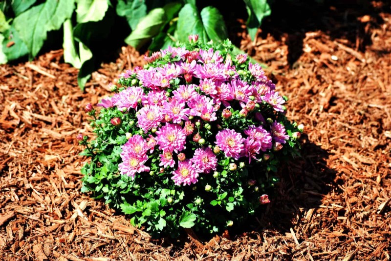 15 Expert Shade Techniques to Keep Your Plants Thriving in Summer Heat