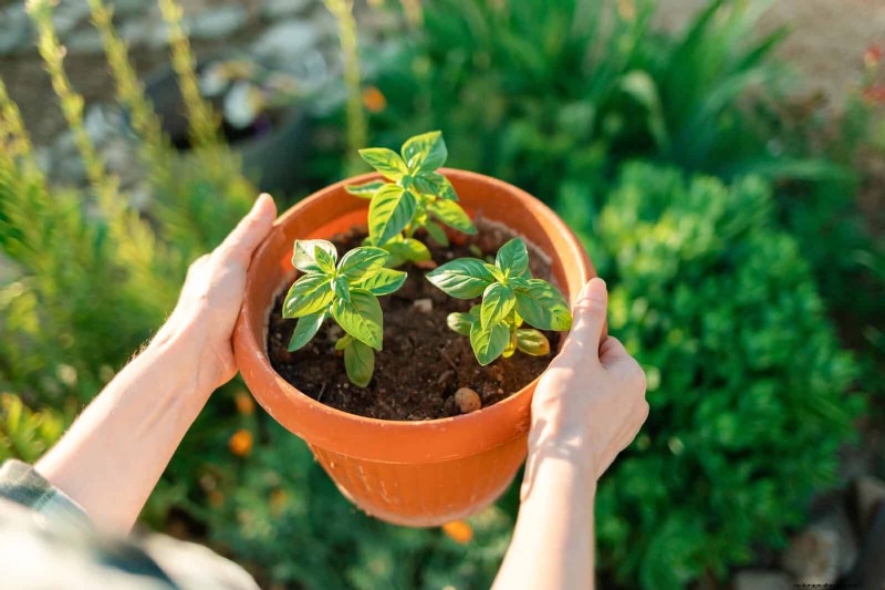 15 Expert Shade Techniques to Keep Your Plants Thriving in Summer Heat