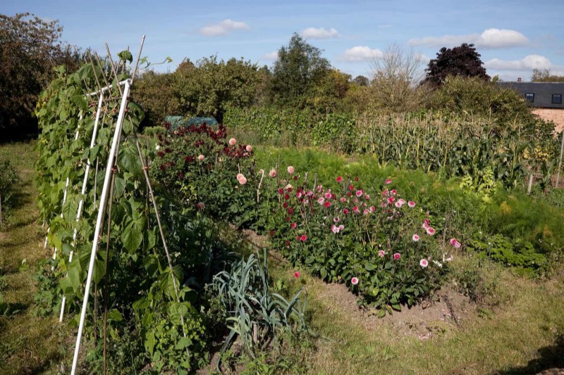 15 Expert Shade Techniques to Keep Your Plants Thriving in Summer Heat