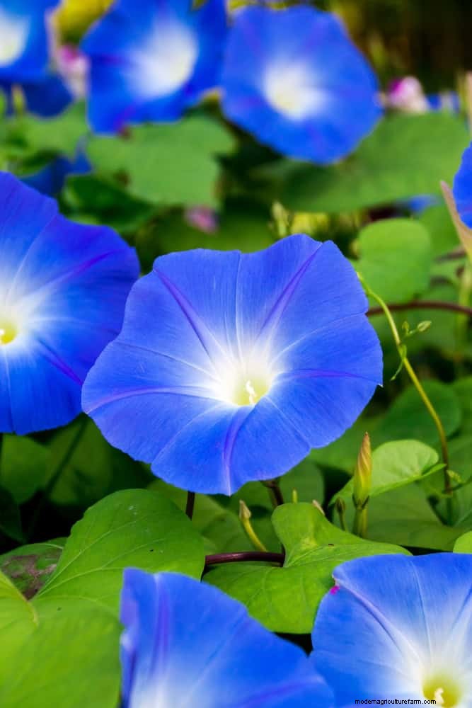 15 Expert Shade Techniques to Keep Your Plants Thriving in Summer Heat