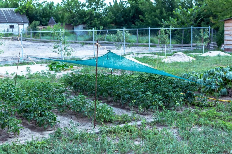 15 Expert Shade Techniques to Keep Your Plants Thriving in Summer Heat
