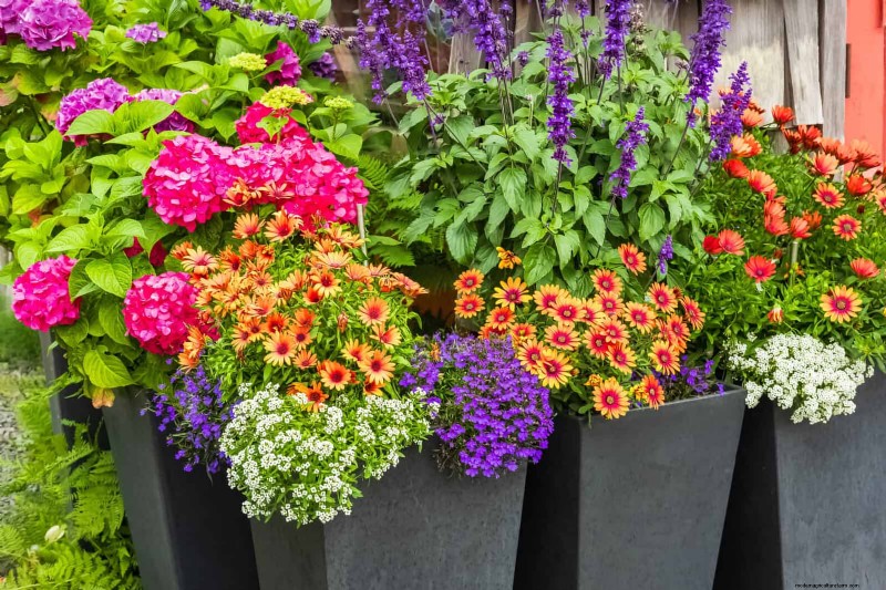 Keep Container Plants Thriving in Extreme Heat: 7 Expert‑Approved Strategies