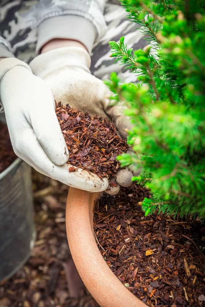 Keep Container Plants Thriving in Extreme Heat: 7 Expert‑Approved Strategies