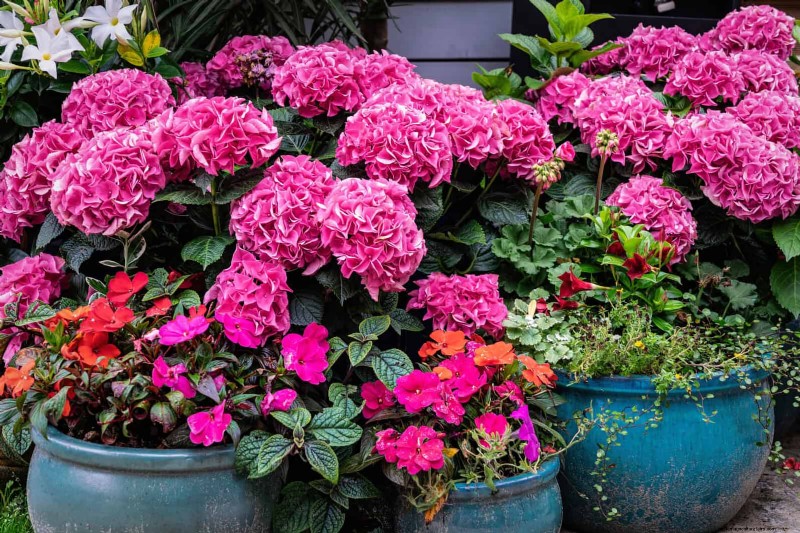 Keep Container Plants Thriving in Extreme Heat: 7 Expert‑Approved Strategies