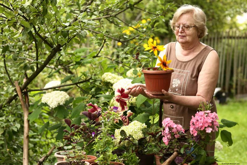 Keep Container Plants Thriving in Extreme Heat: 7 Expert‑Approved Strategies