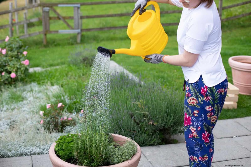 Keep Container Plants Thriving in Extreme Heat: 7 Expert‑Approved Strategies