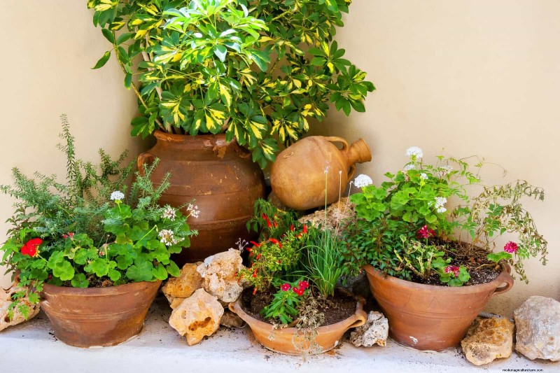 Keep Container Plants Thriving in Extreme Heat: 7 Expert‑Approved Strategies