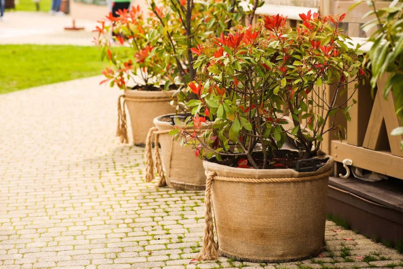 Keep Container Plants Thriving in Extreme Heat: 7 Expert‑Approved Strategies