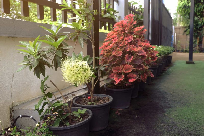 Keep Container Plants Thriving in Extreme Heat: 7 Expert‑Approved Strategies