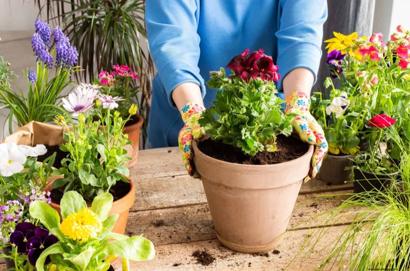 Keep Container Plants Thriving in Extreme Heat: 7 Expert‑Approved Strategies