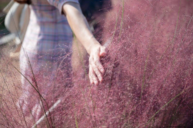 14 Low‑Maintenance Native Grasses That Add Motion, Color, and Wildlife Habitat