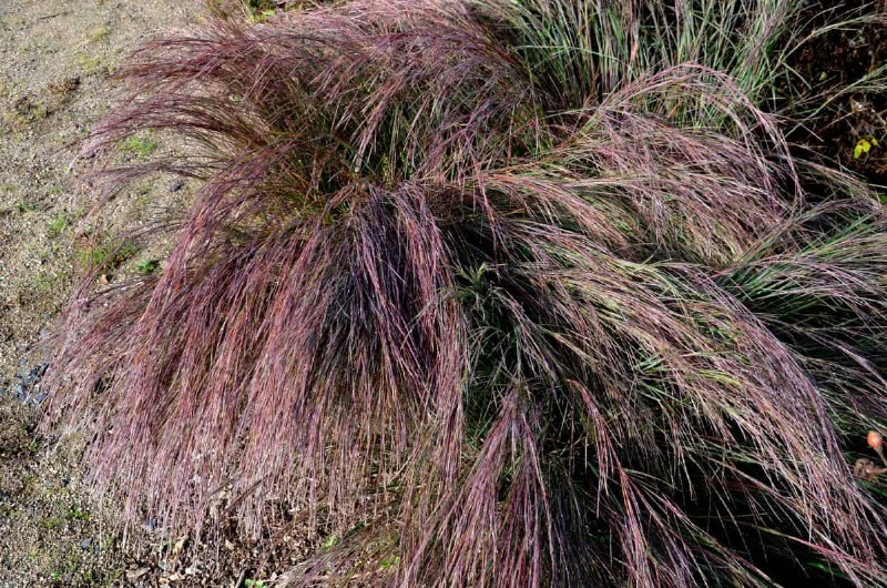 14 Low‑Maintenance Native Grasses That Add Motion, Color, and Wildlife Habitat
