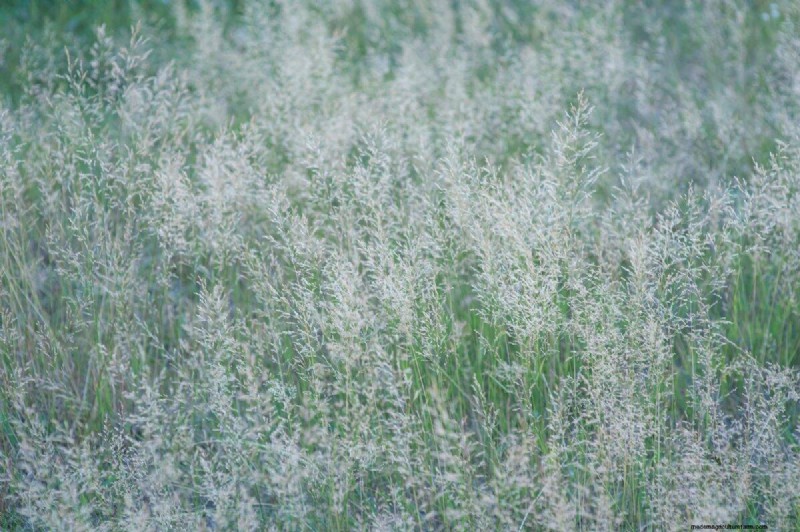 14 Low‑Maintenance Native Grasses That Add Motion, Color, and Wildlife Habitat