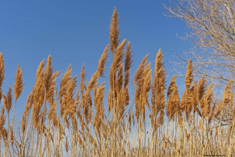 14 Low‑Maintenance Native Grasses That Add Motion, Color, and Wildlife Habitat