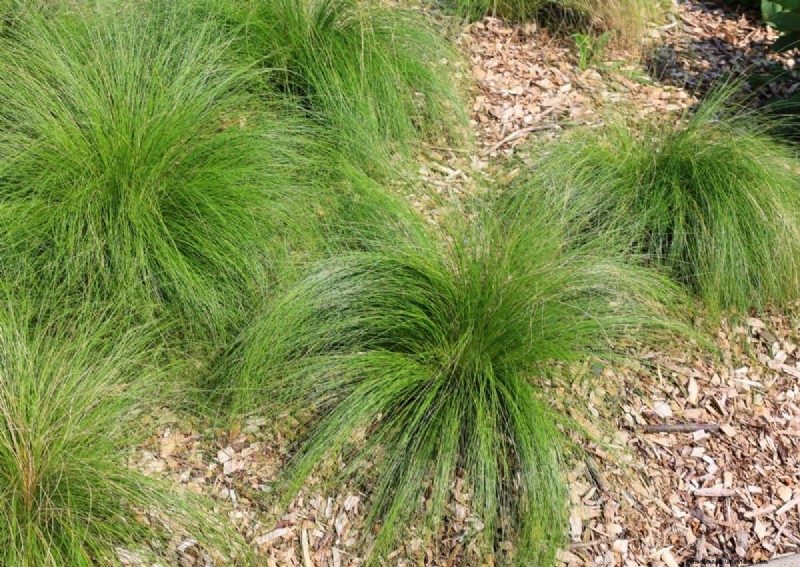 14 Low‑Maintenance Native Grasses That Add Motion, Color, and Wildlife Habitat