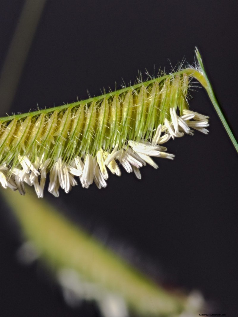 14 Low‑Maintenance Native Grasses That Add Motion, Color, and Wildlife Habitat