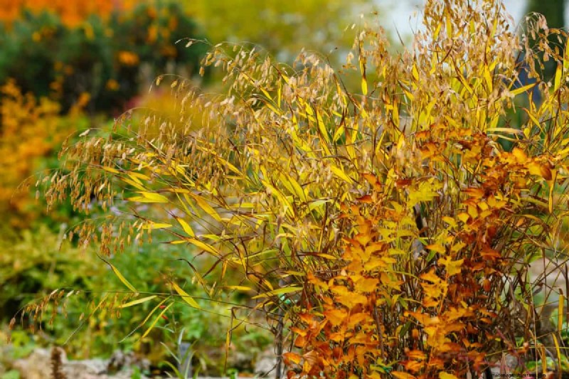14 Low‑Maintenance Native Grasses That Add Motion, Color, and Wildlife Habitat