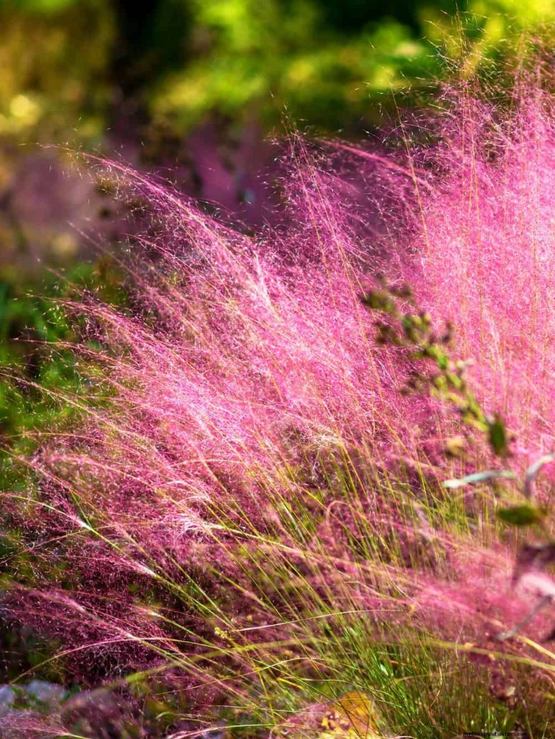 14 Low‑Maintenance Native Grasses That Add Motion, Color, and Wildlife Habitat