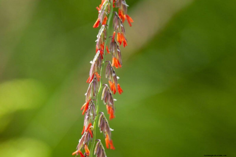 14 Low‑Maintenance Native Grasses That Add Motion, Color, and Wildlife Habitat