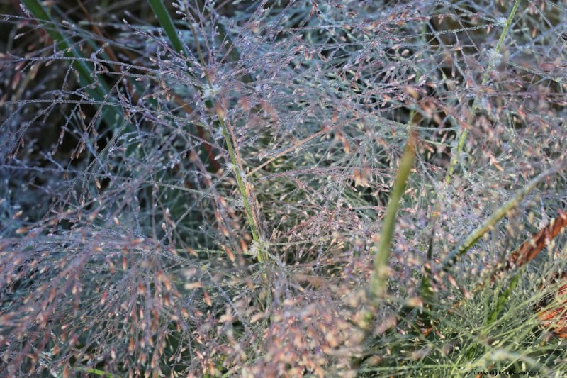 14 Low‑Maintenance Native Grasses That Add Motion, Color, and Wildlife Habitat