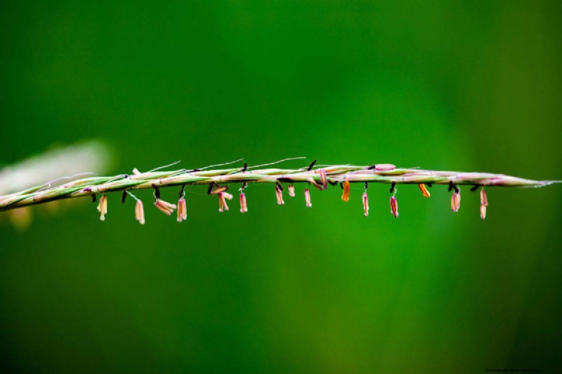 14 Low‑Maintenance Native Grasses That Add Motion, Color, and Wildlife Habitat