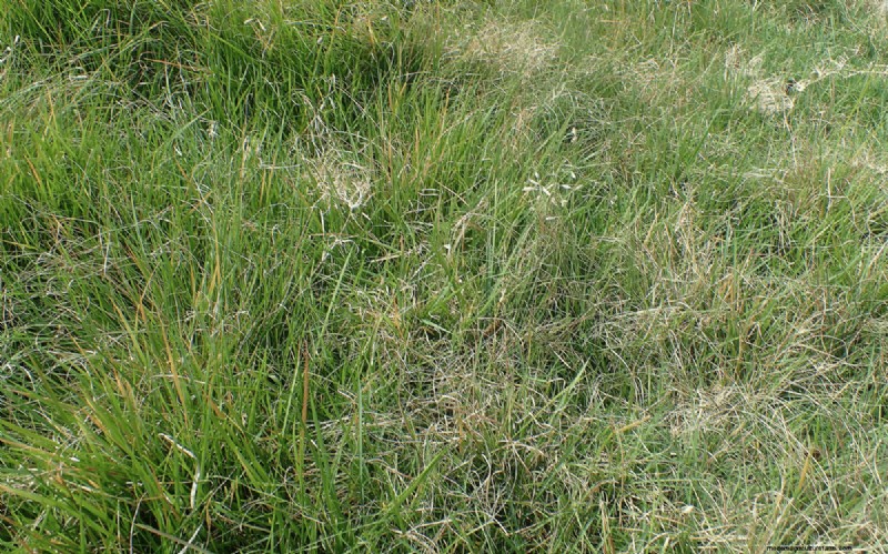 14 Low‑Maintenance Native Grasses That Add Motion, Color, and Wildlife Habitat