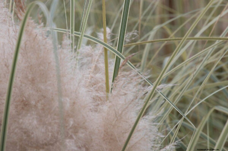 14 Low‑Maintenance Native Grasses That Add Motion, Color, and Wildlife Habitat