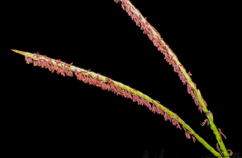14 Low‑Maintenance Native Grasses That Add Motion, Color, and Wildlife Habitat