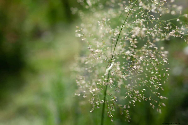 14 Low‑Maintenance Native Grasses That Add Motion, Color, and Wildlife Habitat