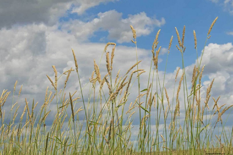 14 Low‑Maintenance Native Grasses That Add Motion, Color, and Wildlife Habitat