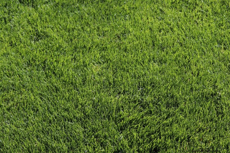 Summer Lawn Fertilization: When Hot Weather Is Good or Bad for Your Turf