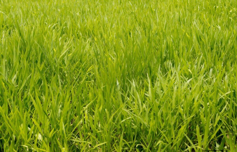 Summer Lawn Fertilization: When Hot Weather Is Good or Bad for Your Turf