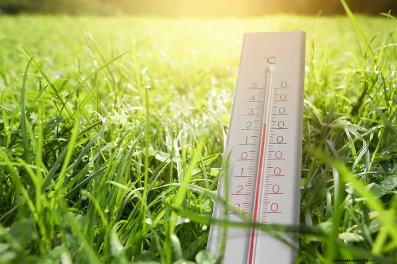 Summer Lawn Fertilization: When Hot Weather Is Good or Bad for Your Turf