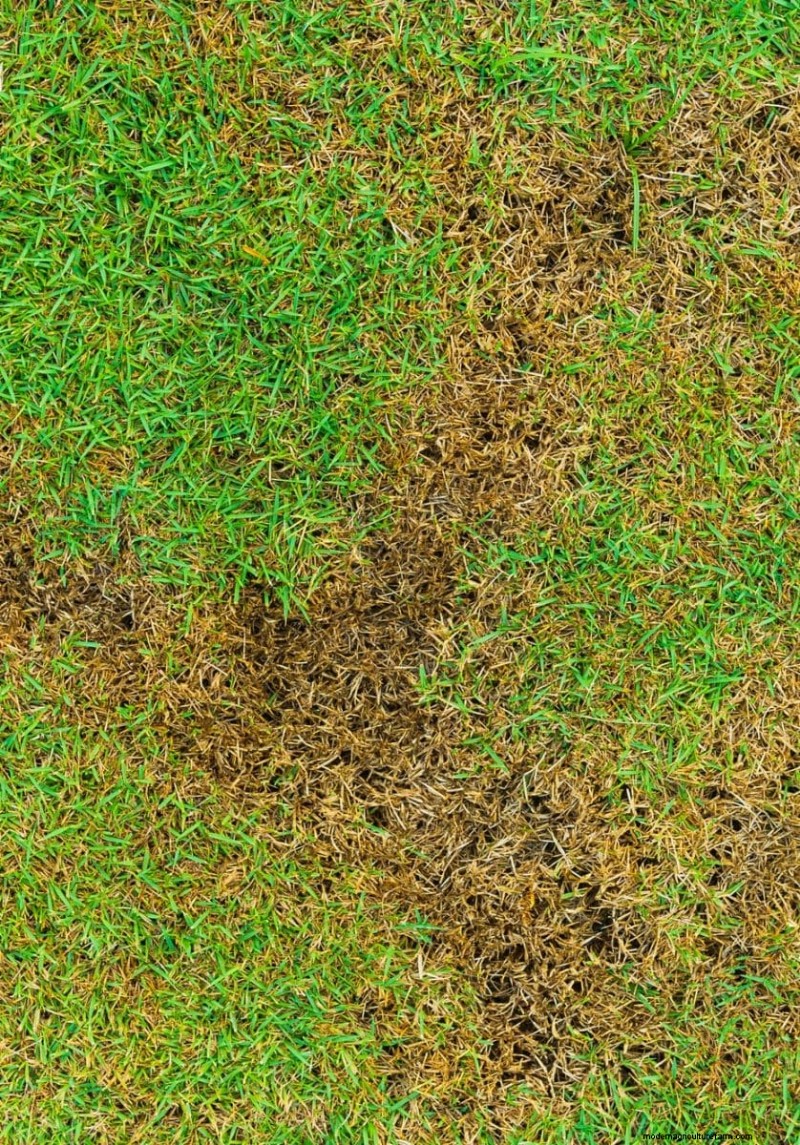 Summer Lawn Fertilization: When Hot Weather Is Good or Bad for Your Turf