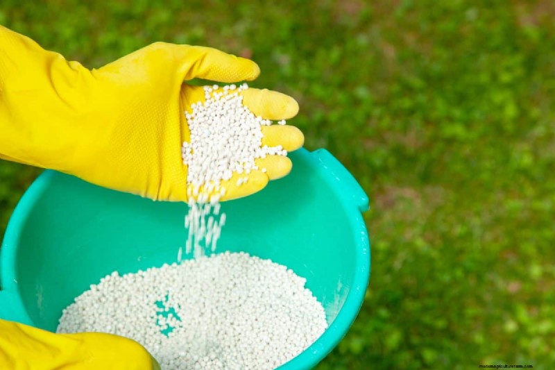 Summer Lawn Fertilization: When Hot Weather Is Good or Bad for Your Turf