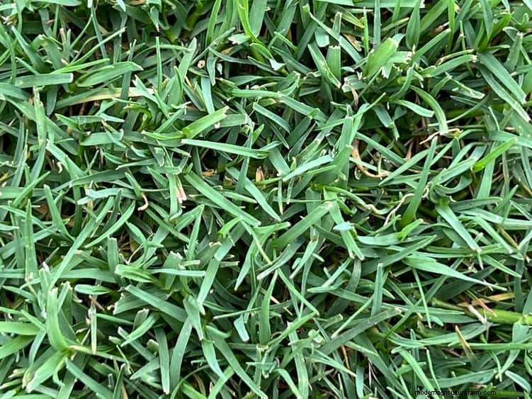 Summer Lawn Fertilization: When Hot Weather Is Good or Bad for Your Turf