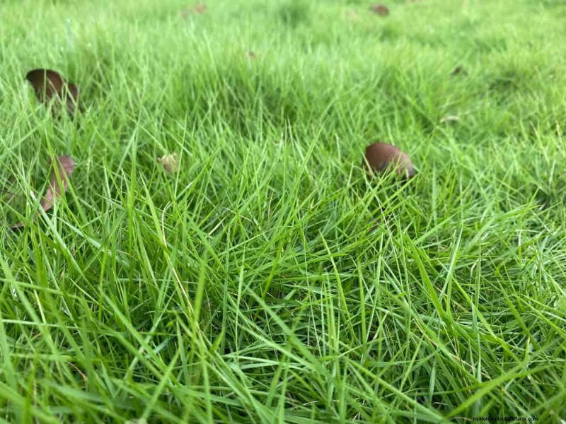 Summer Lawn Fertilization: When Hot Weather Is Good or Bad for Your Turf